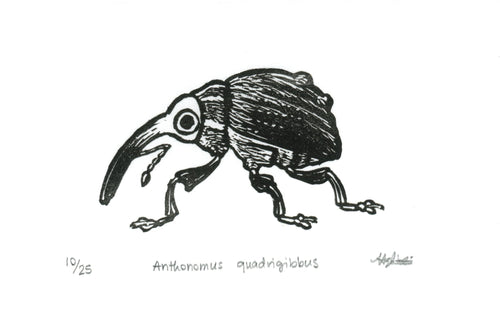 Anthonomus quadrigibbus Linocut Print