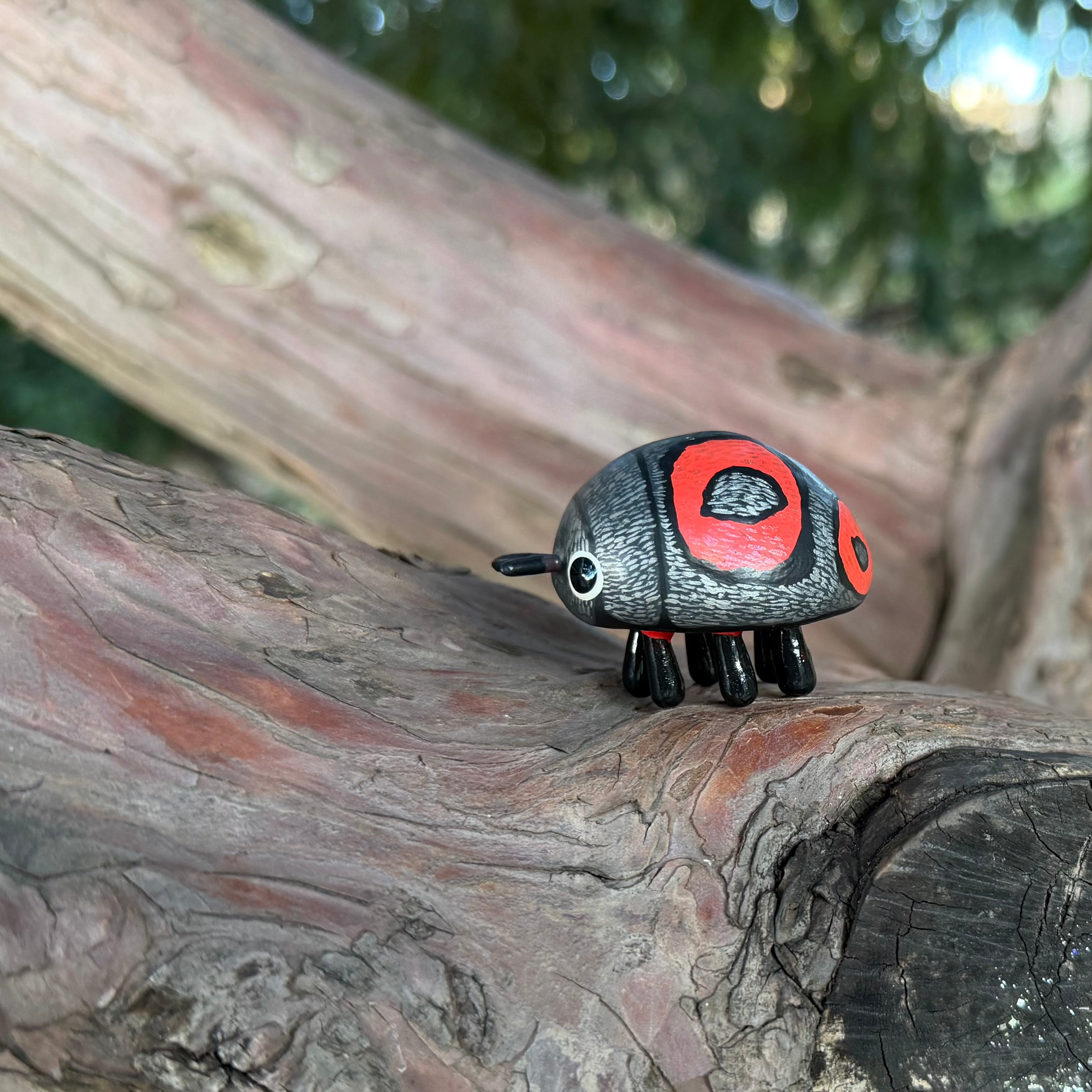 Chnootriba quadrioculata Sculpture