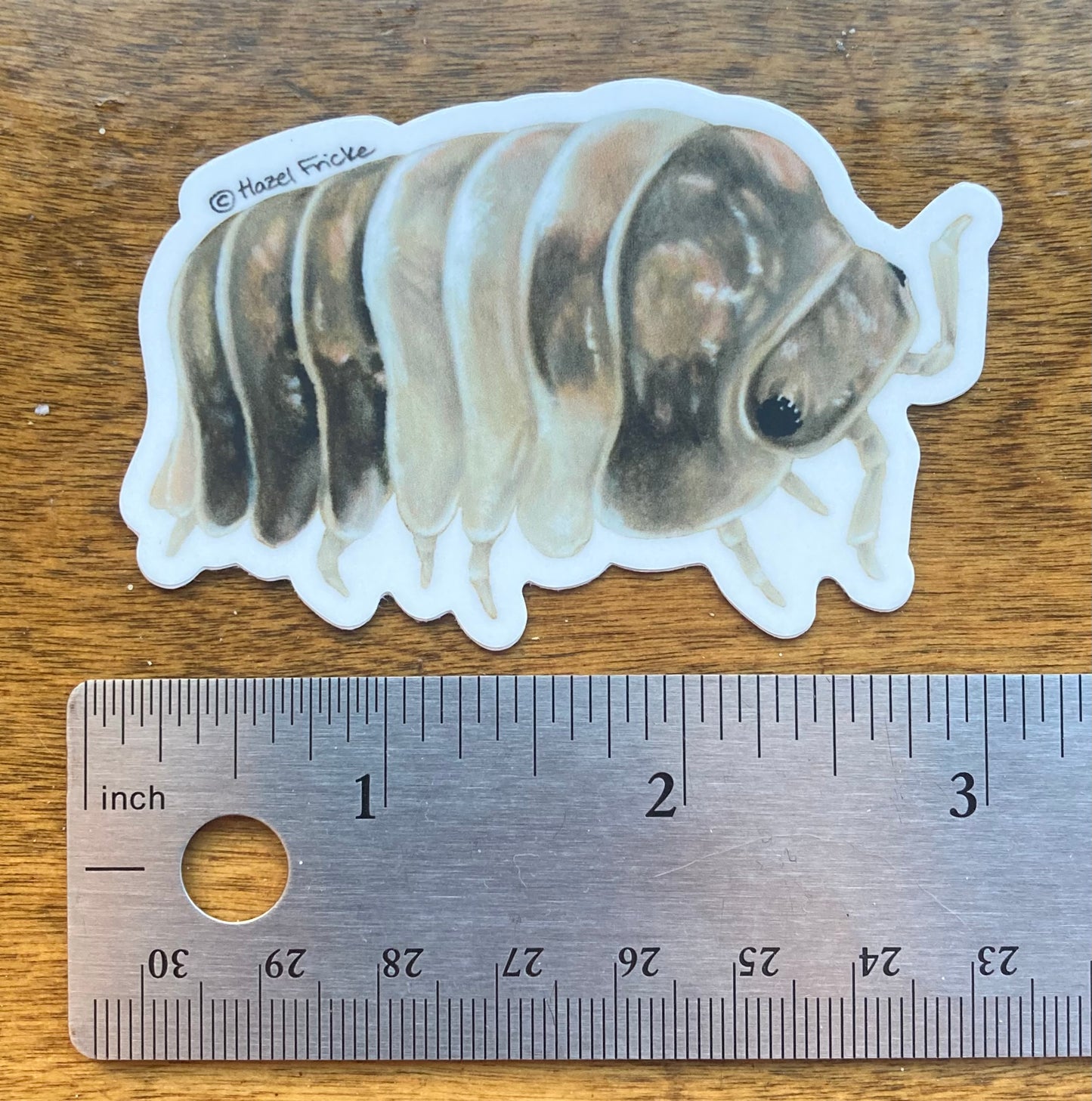 Cubaris sp. "Panda King" Isopod Sticker