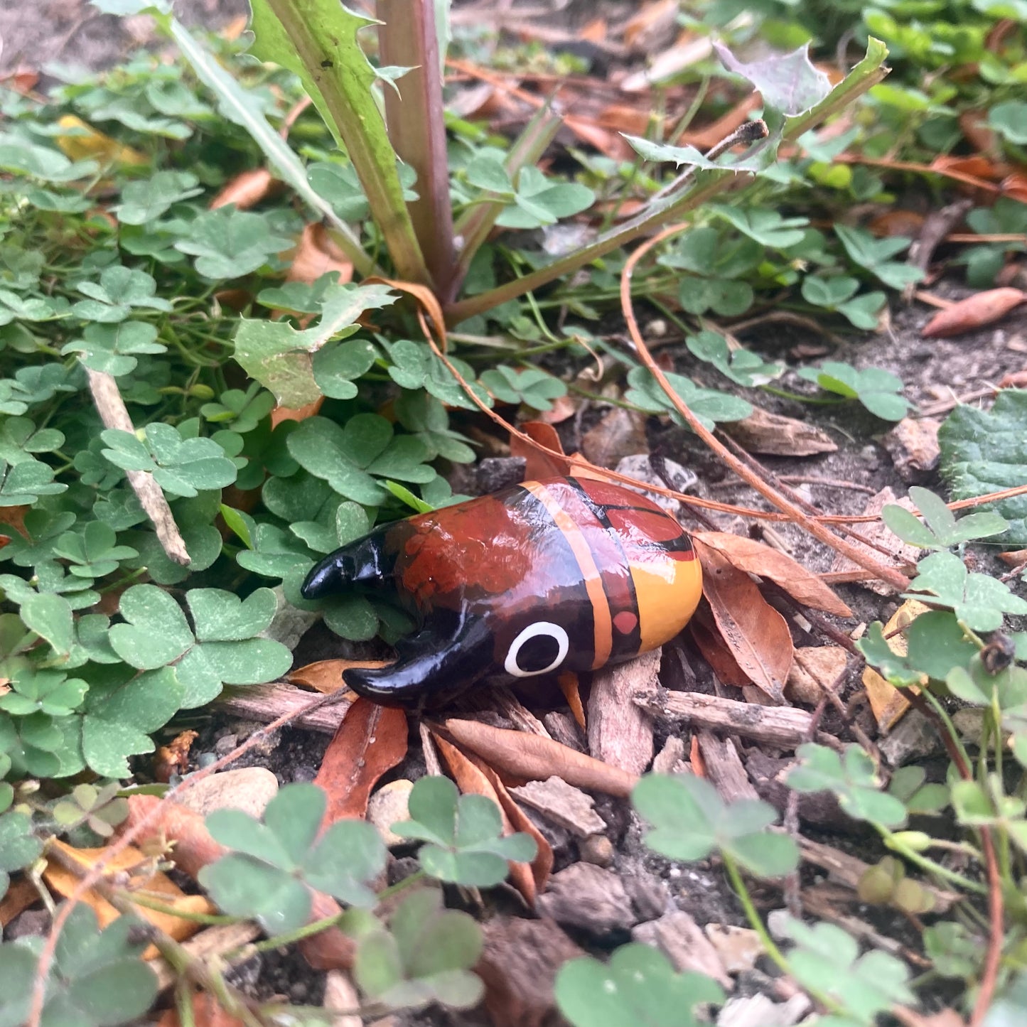 Prosopocoilus lateralis Magnet