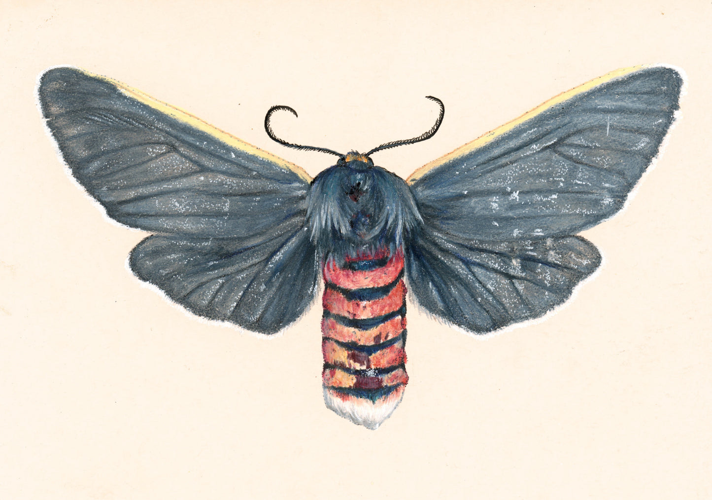 Euchaetes antica ♀ Moth Illustration