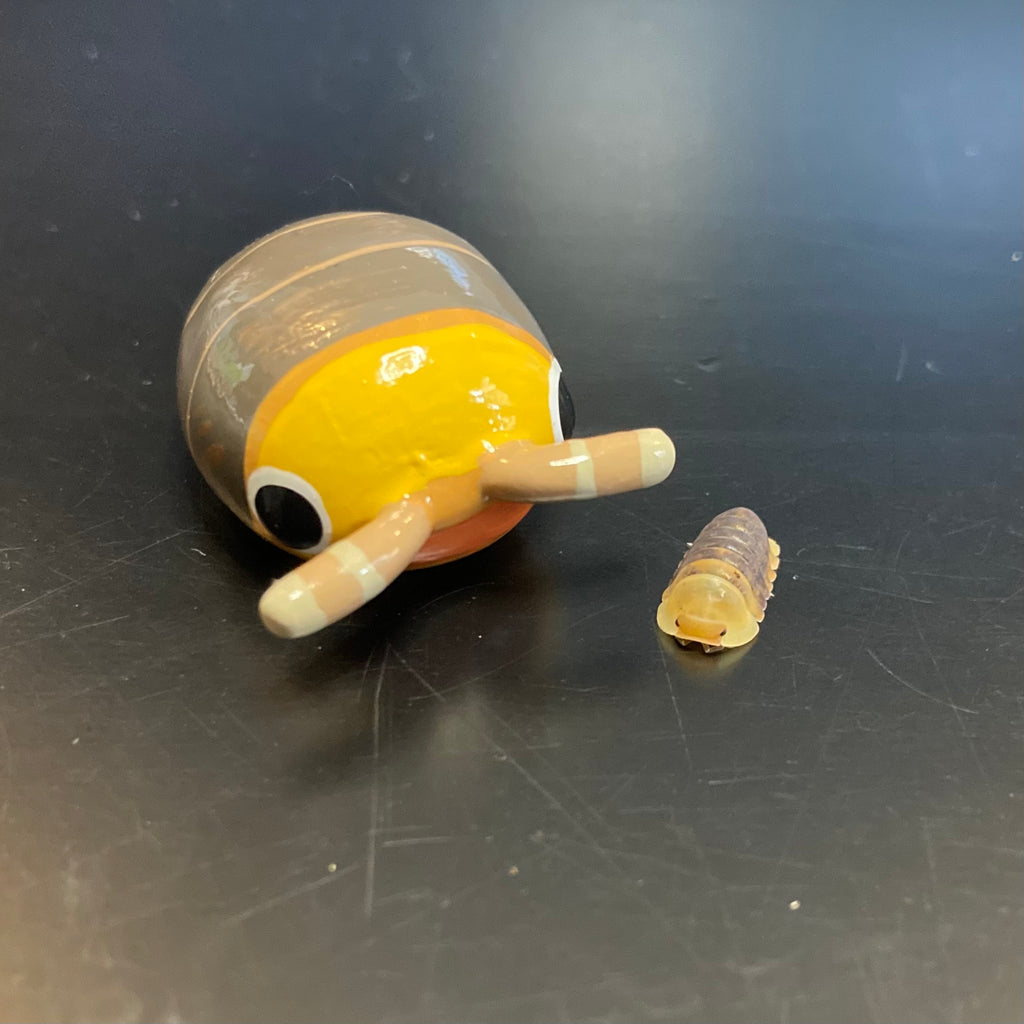 Cubaris sp. "Rubber Ducky" Isopod Mini Sculpture