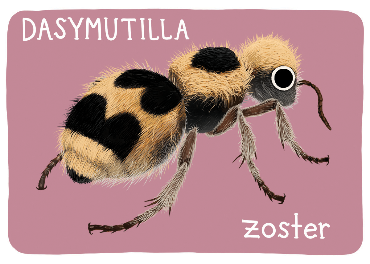 Mutillidae Mini Prints