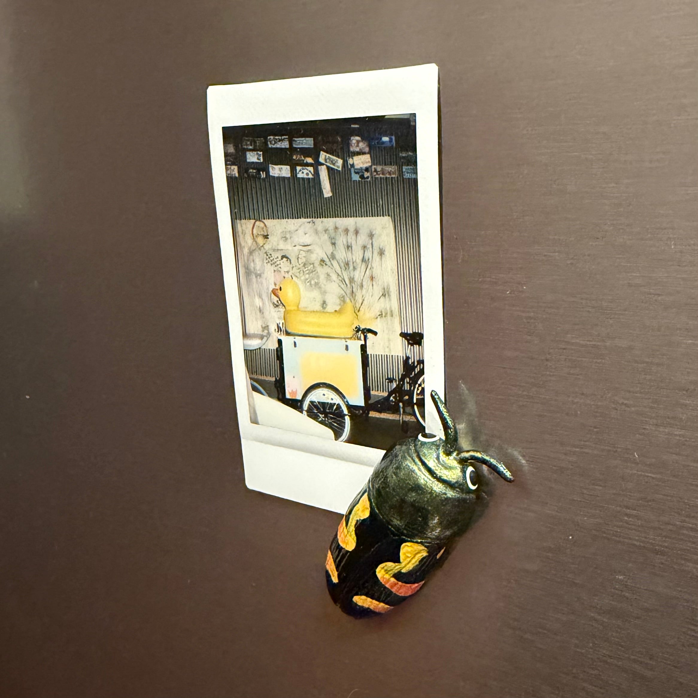 Castiarina flavopicta Magnet