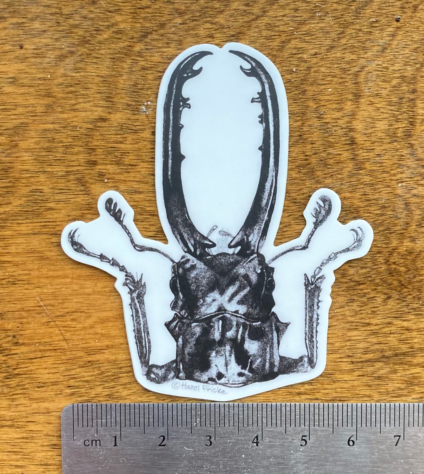 Prosopocoilus Stag Beetle Sticker