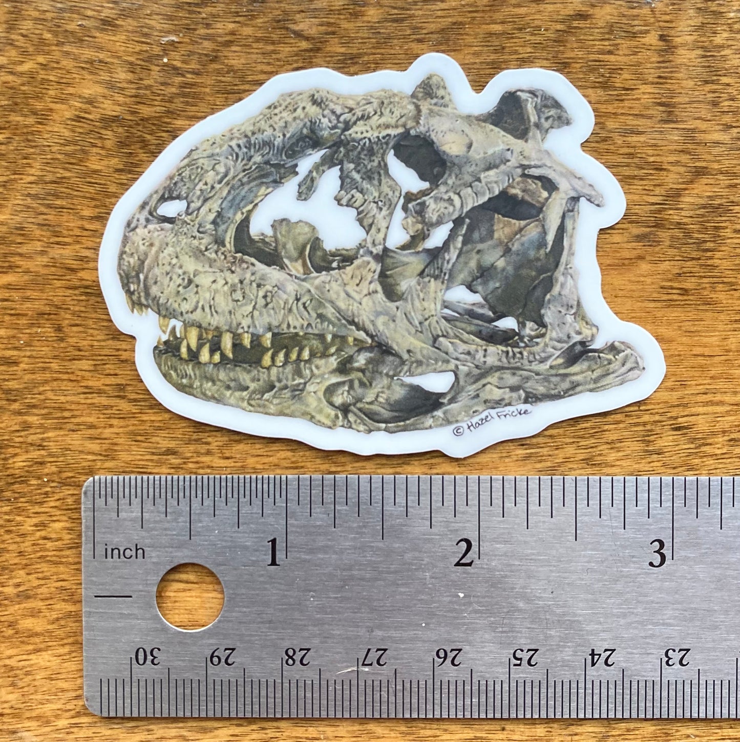 Majungasaurus Skull Sticker