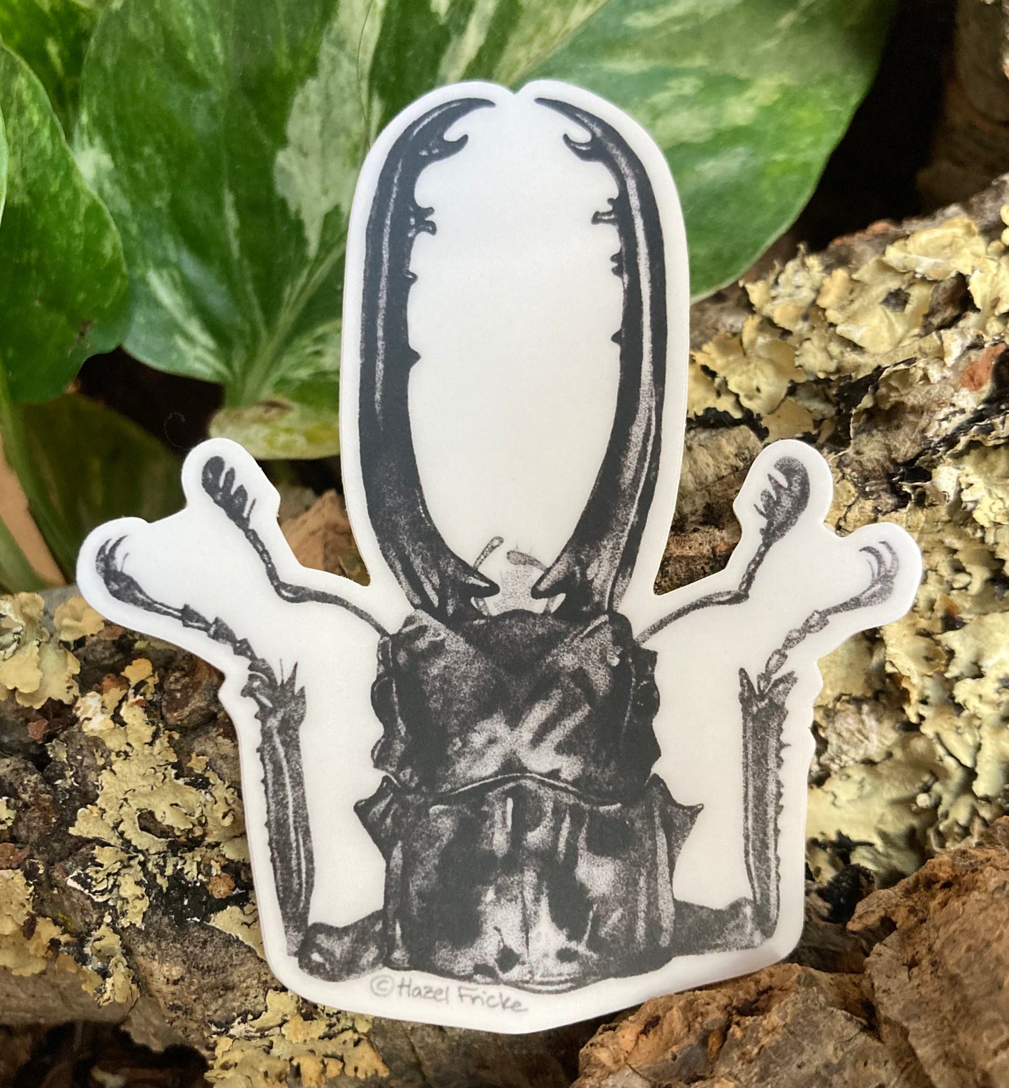 Prosopocoilus Stag Beetle Sticker