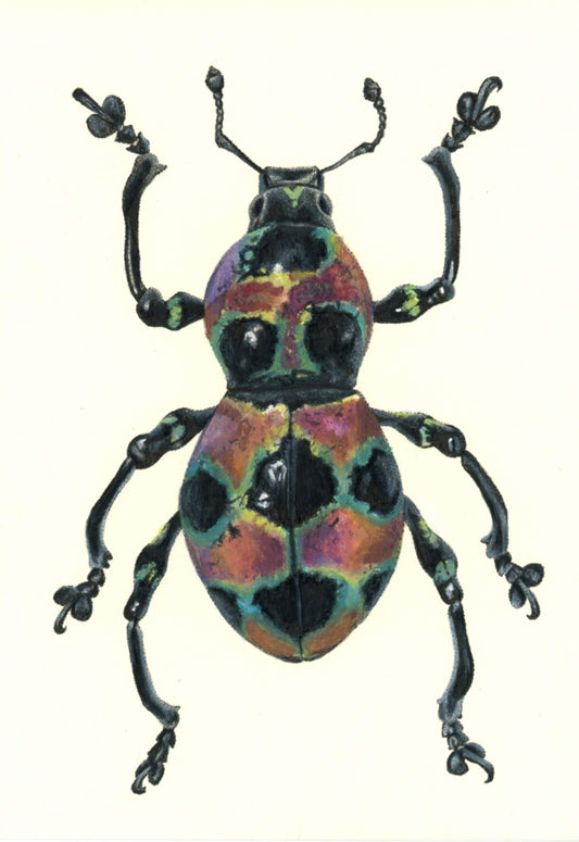 Pachyrhynchus orbifer Illustration